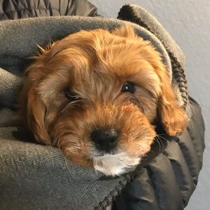 Meet your Posher, Alison